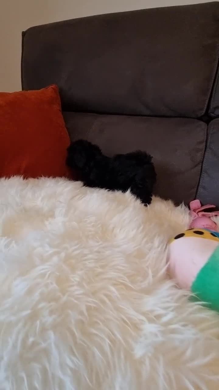 Cockapoo dogs for sale: Best Friend Sofa Companions 🥰 Fully vaccinated  - Video 2
