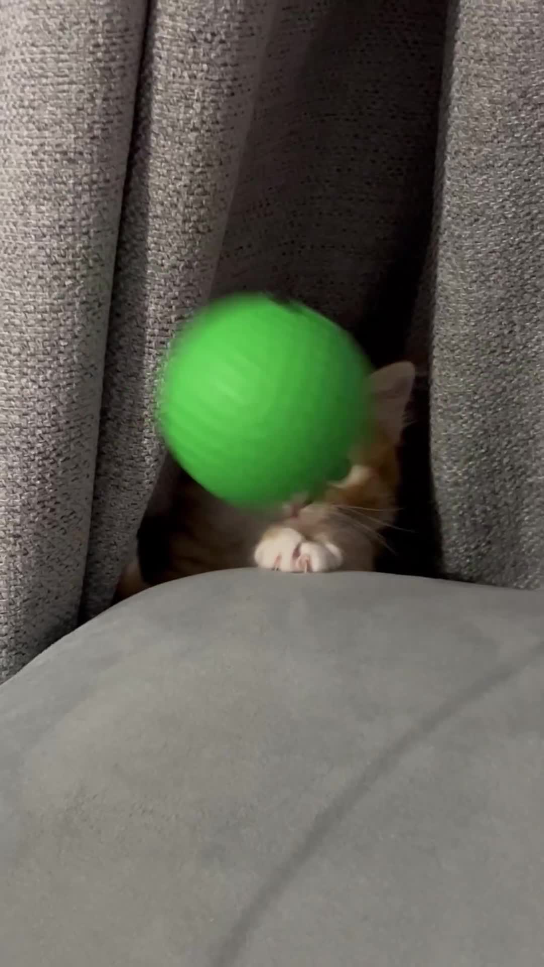 Persian cats for sale: Adorable Ginger Kittens Ready for New Homes - Video 1