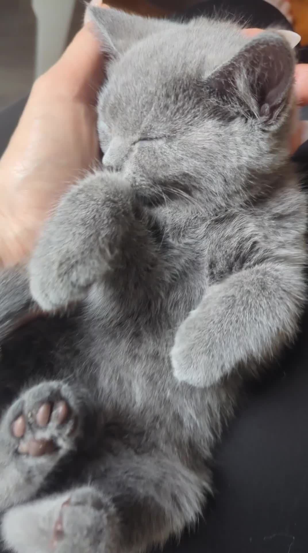 British Shorthair cats for sale: 8 weeks boy and girl - Dad 5 times champion 🏆 - Video 1