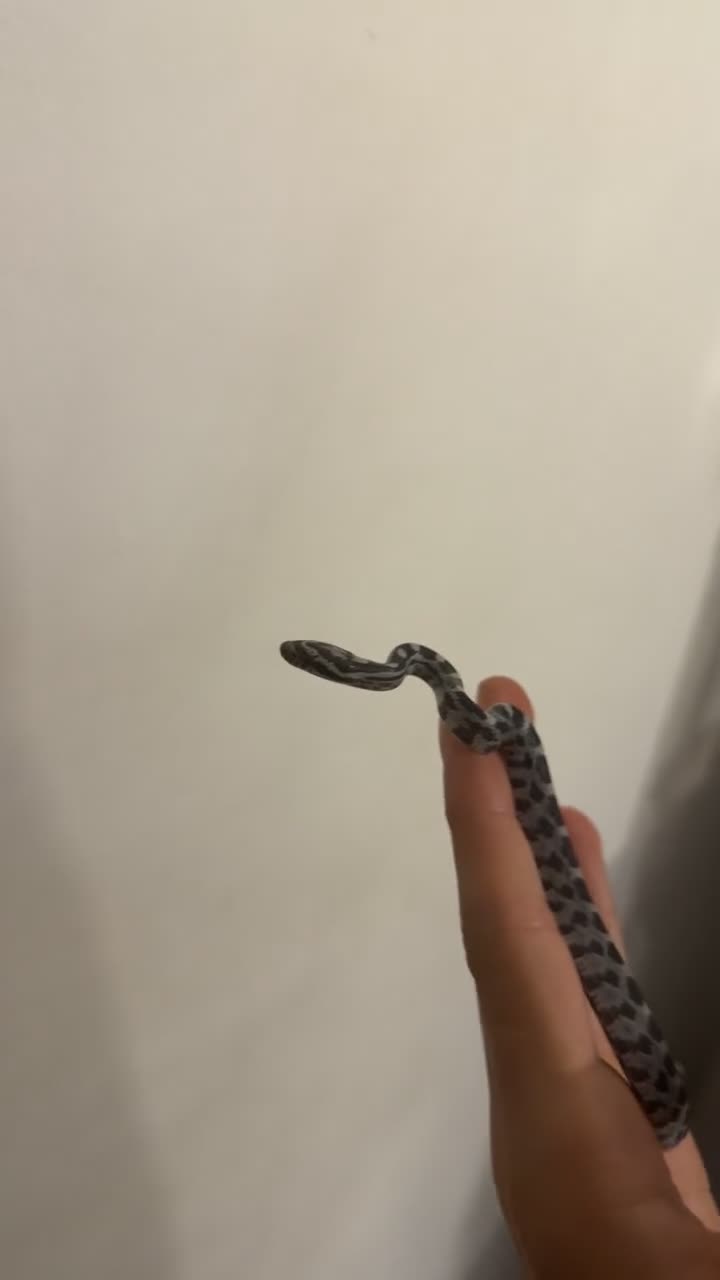 Corn Snake reptiles for sale: Corn snakes  in London - Video 1
