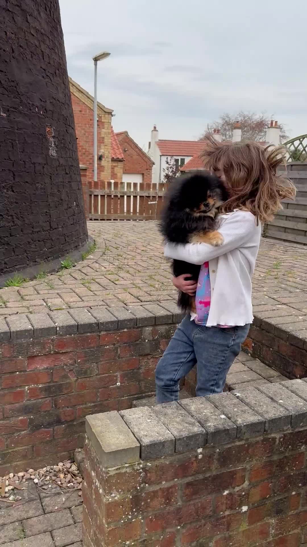 Pomeranian dogs for sale: *MINIATURE UNIQUE RARE tan toy Pomeranian boy 3yr* - Video 5