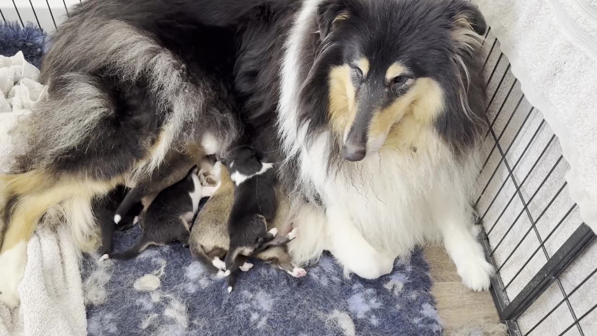 Rough Collie dogs for sale: KC Reg Unaffected Rough Collie Puppies - Video 1