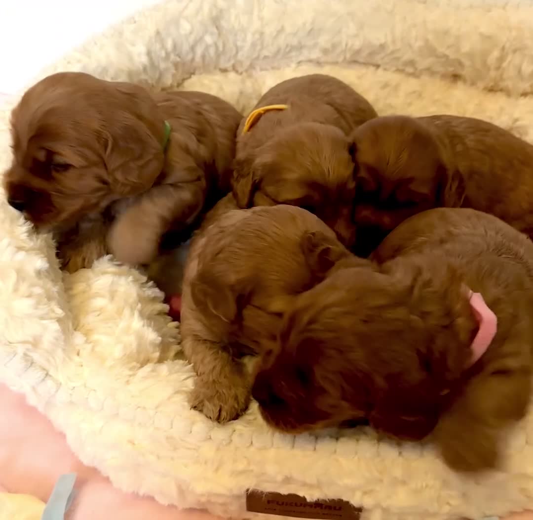 Cockapoo dogs for sale: Gorgeous F1 PRA clear Toy Cockapoo puppies - Video 1