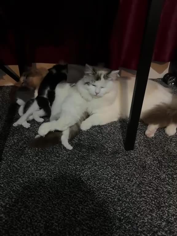 Ragdoll cats for sale: Ragdoll Kittens Ready Now – Birmingham - Video 3