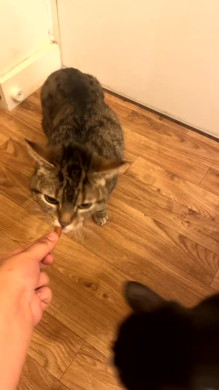 Bengal cats for sale: Two female bengal cats  - Video 1