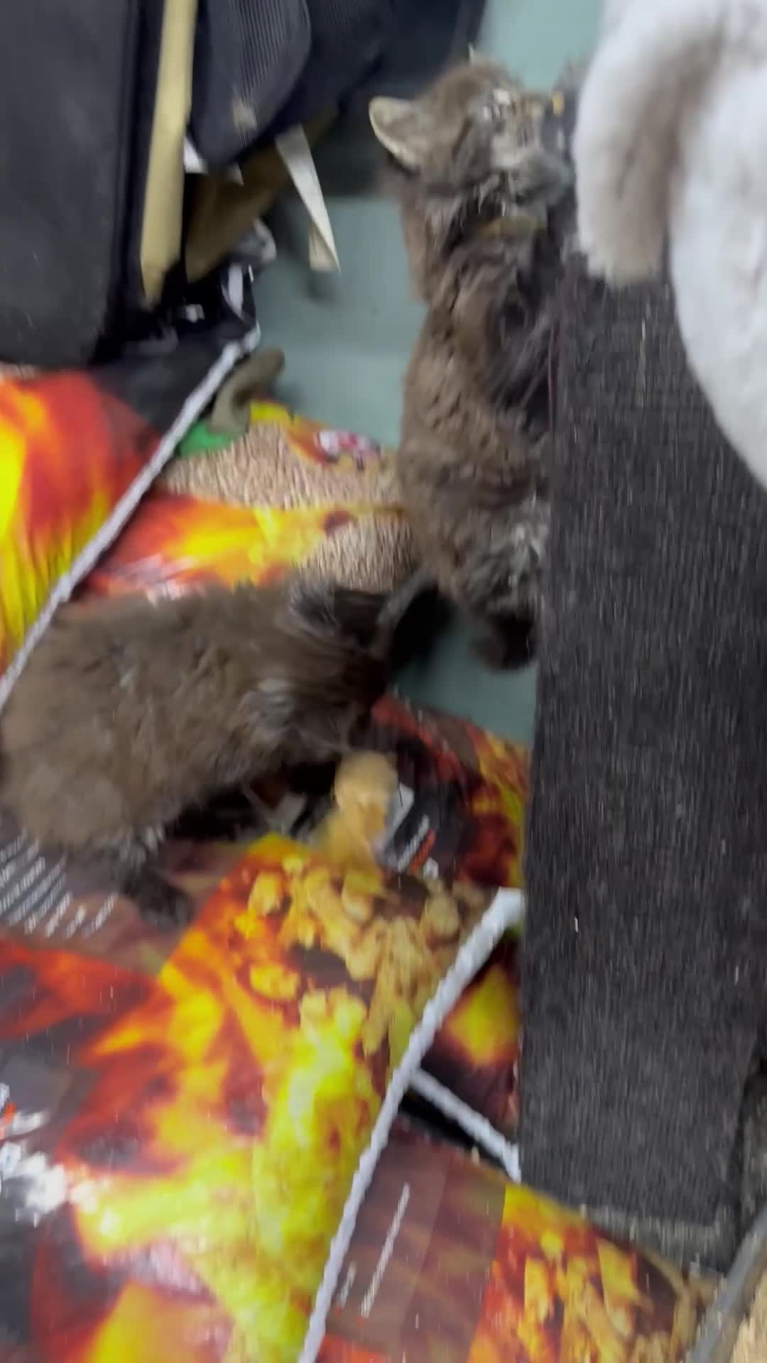 Maine Coon cats for sale: Mainecoons  - Video 1