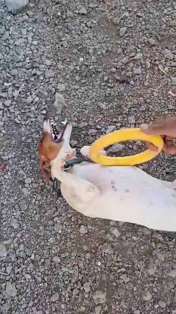 Mixed Breed dogs for adoption: Little Reggie wants to go home  - Video 4