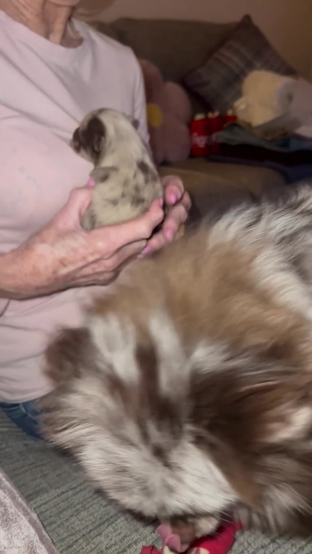 Pomeranian dogs for sale: 1 beautiful cream Merle boy left  - Video 5