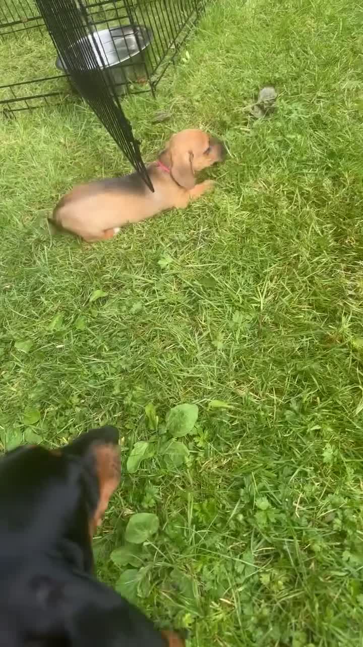 Miniature Dachshund dogs for sale: Miniature dachshund  - Video 1