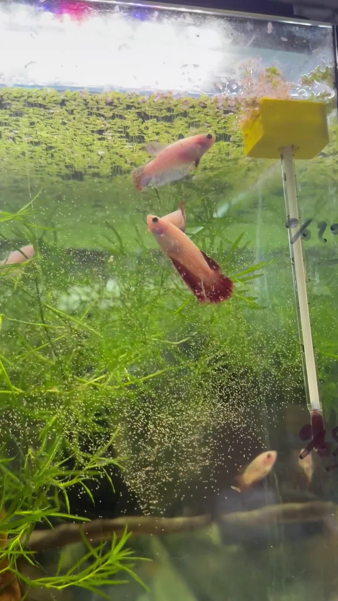 Plecos fish for sale: Male and female bettas And more community fish  - Video 1