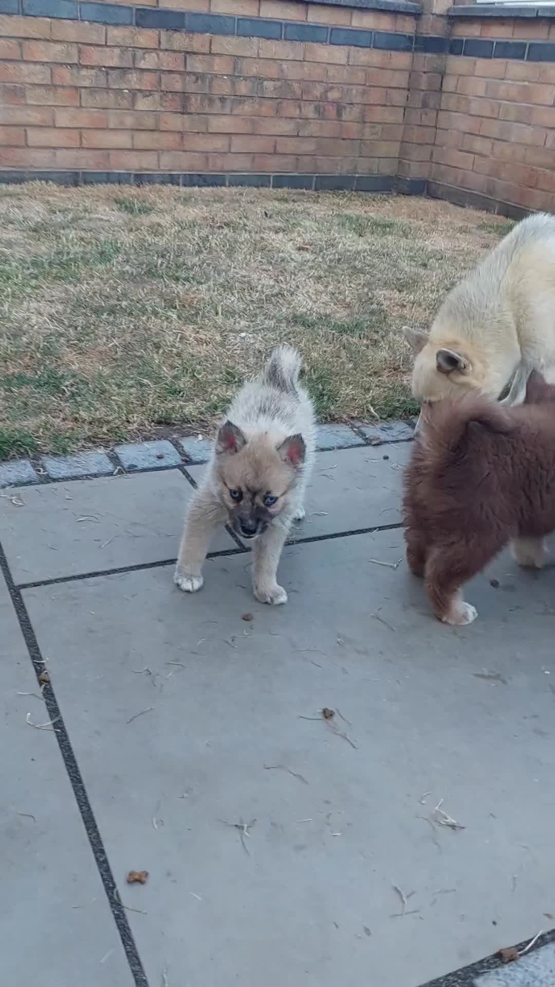 Pomsky dogs for sale: F3 pomsky puppy's for sale  - Video 4
