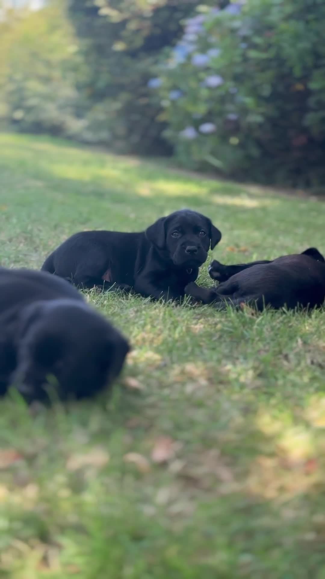 Labrador Retriever dogs for sale: FTCH Pedigree, Heath Tested and Hip and Elbows  - Video 3