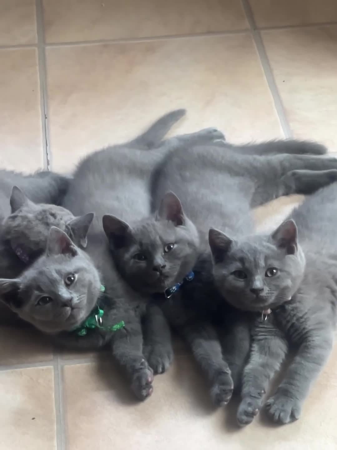 British Shorthair cats for sale: 2 British Shorthair Kittens vaccinated&microc - Video 1