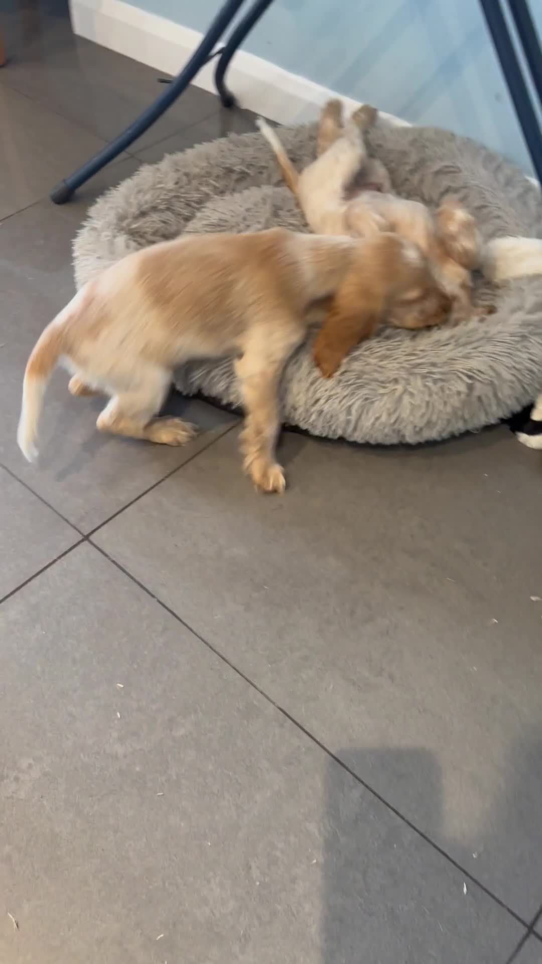 Cocker Spaniel dogs for sale: Stunning KC Pedigree Show type Cocker Spaniels - Video 1
