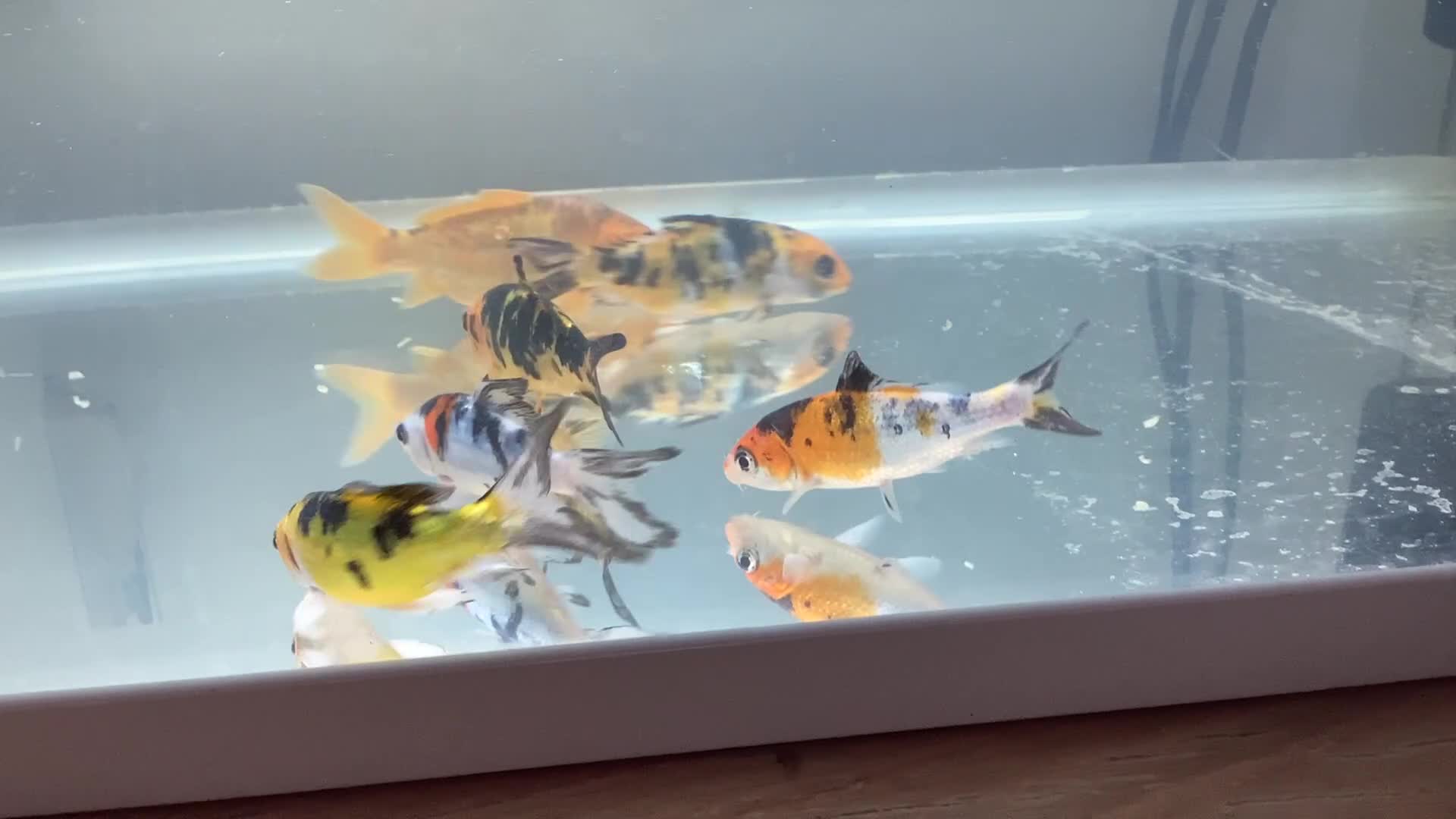 Koi Carp fish for sale: Grade A 6x baby koi / fish tank accessories  - Video 1