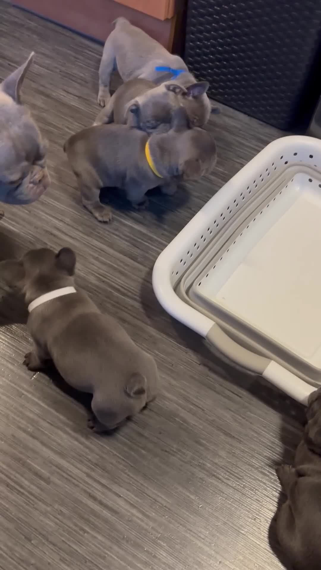 French Bulldog dogs for sale: Male French bulldog puppies  - Video 2