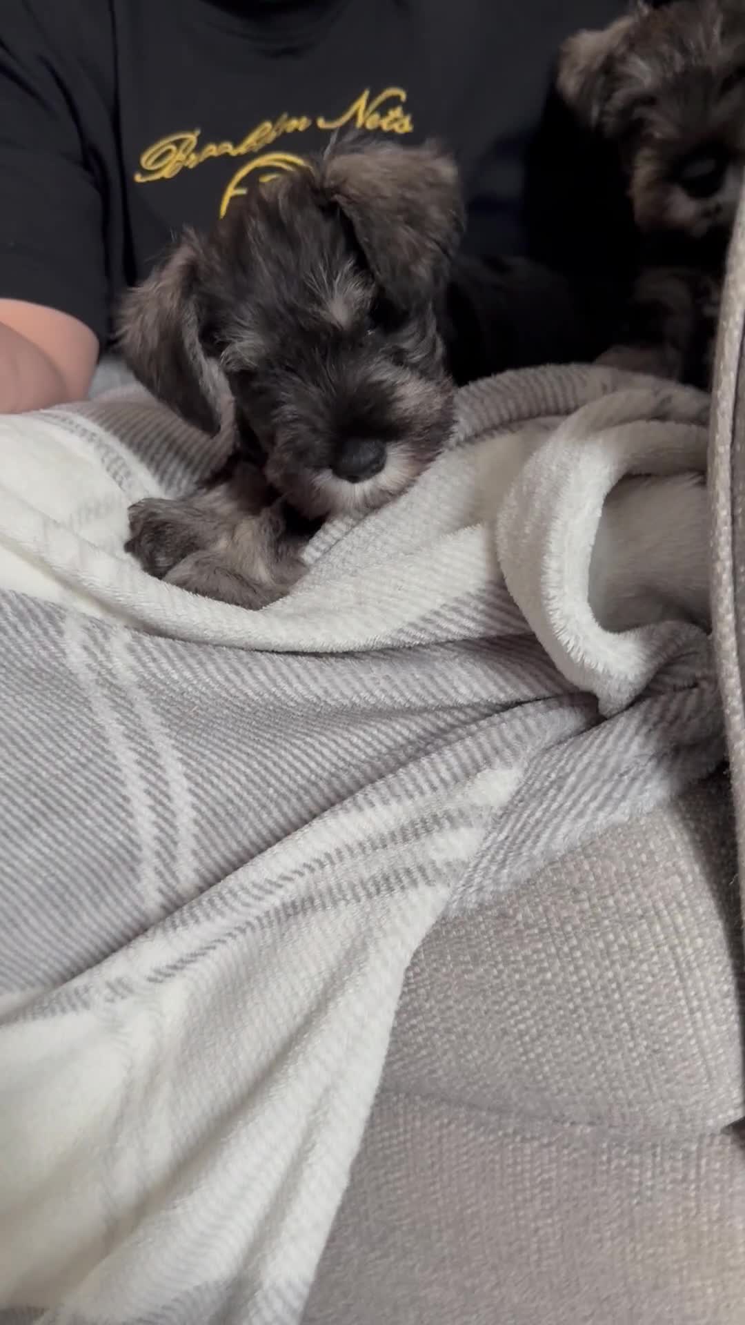Miniature Schnauzer dogs for sale: Ready for our forever home’s miniature schnauzers  - Video 1