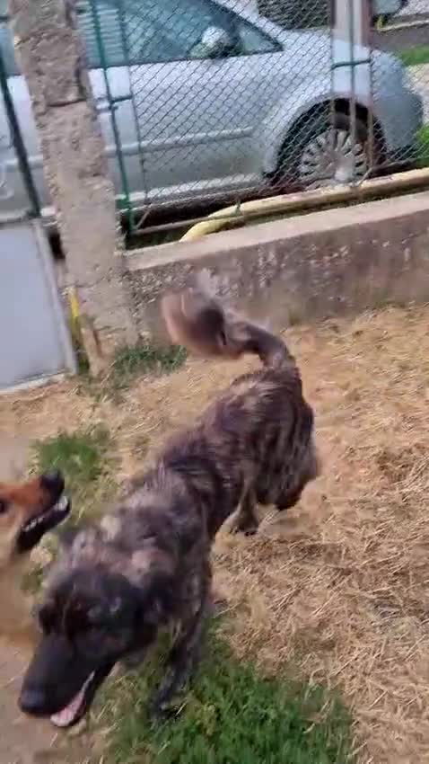 Mixed Breed dogs for adoption: Home Need Urgently  - Video 2