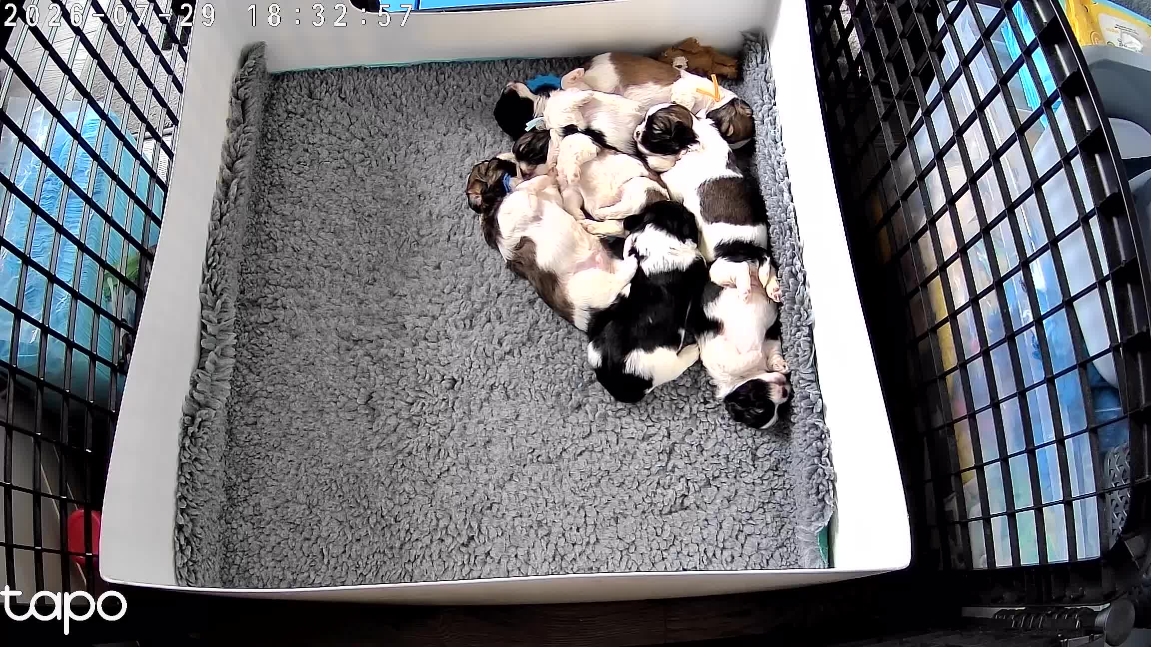 Lhasa Apso dogs for sale: Stunning litter of Lhasa apso puppies  - Video 1