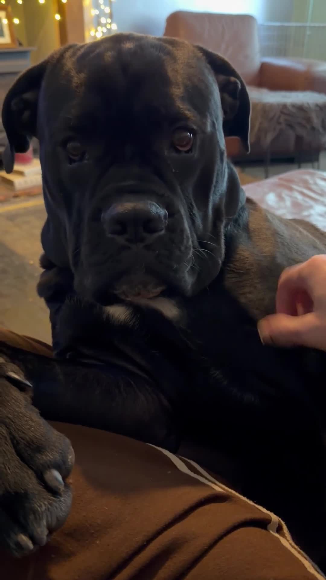 Cane Corso dogs for sale: Zeus  - Video 2