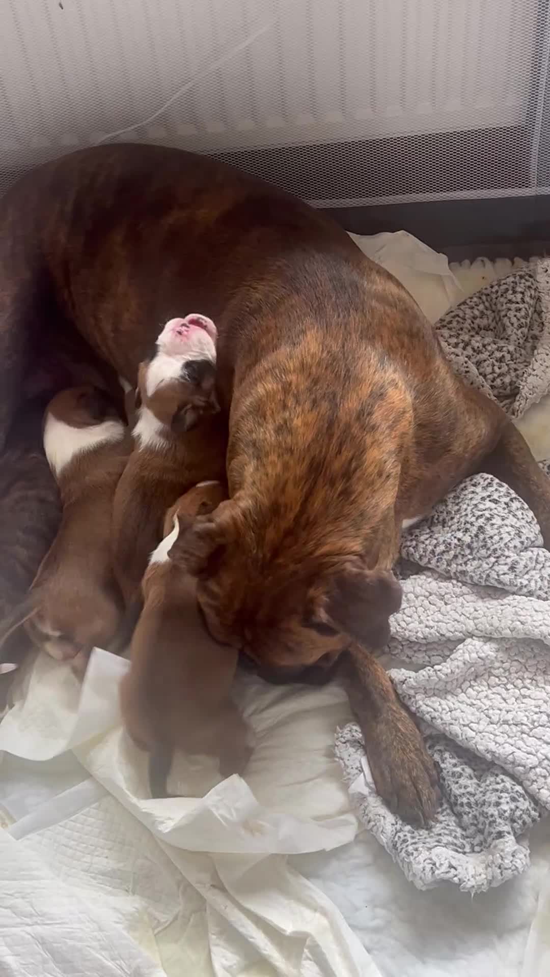 Boxer dogs for sale: Gorgeous litter of boxer puppies 🐶  in Nottingham - Video 2