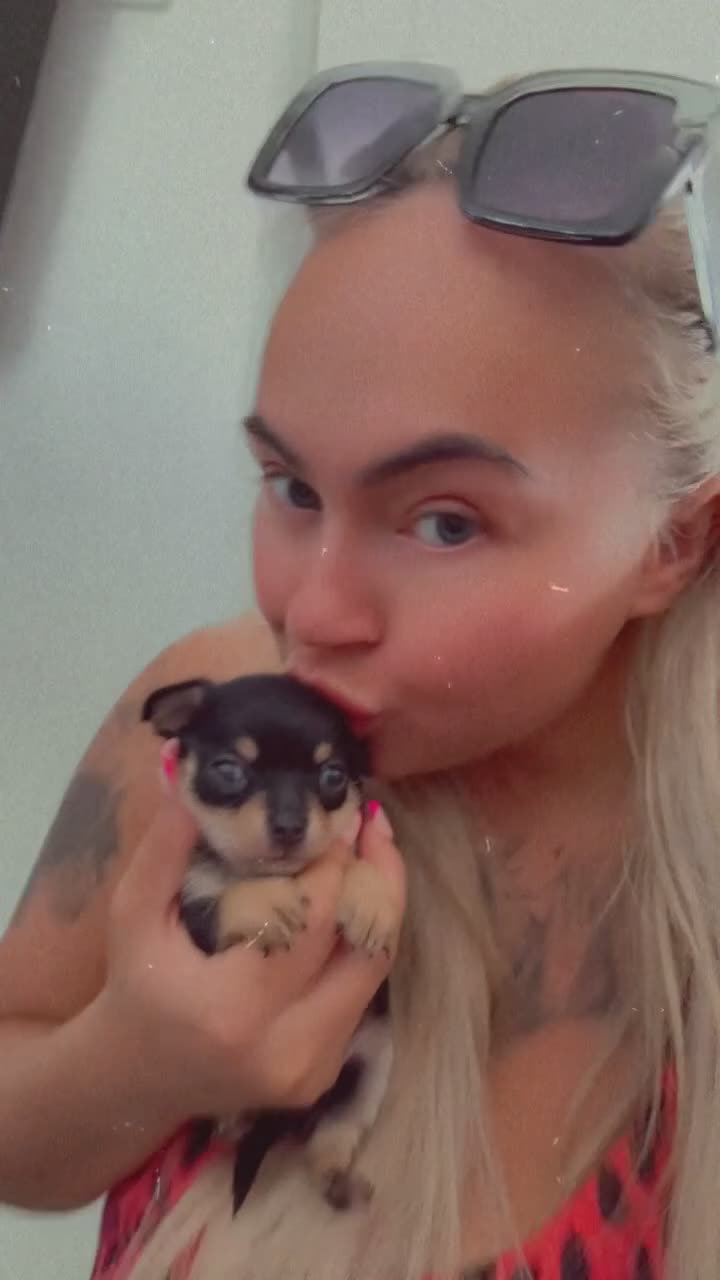 Chihuahua dogs for sale: Chihuahua Puppies For Sale! - Video 4