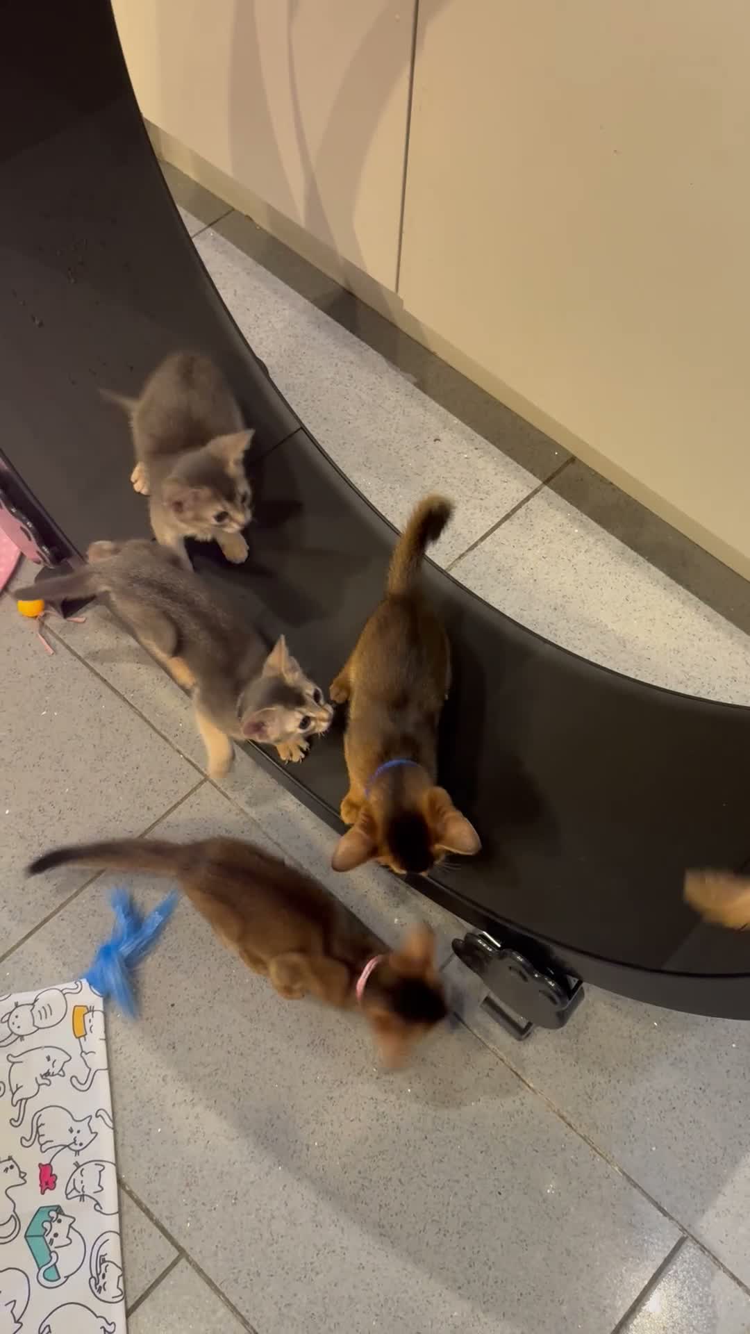 Abyssinian cats for sale: Three Abyssinian sisters looking for a new home - Video 5