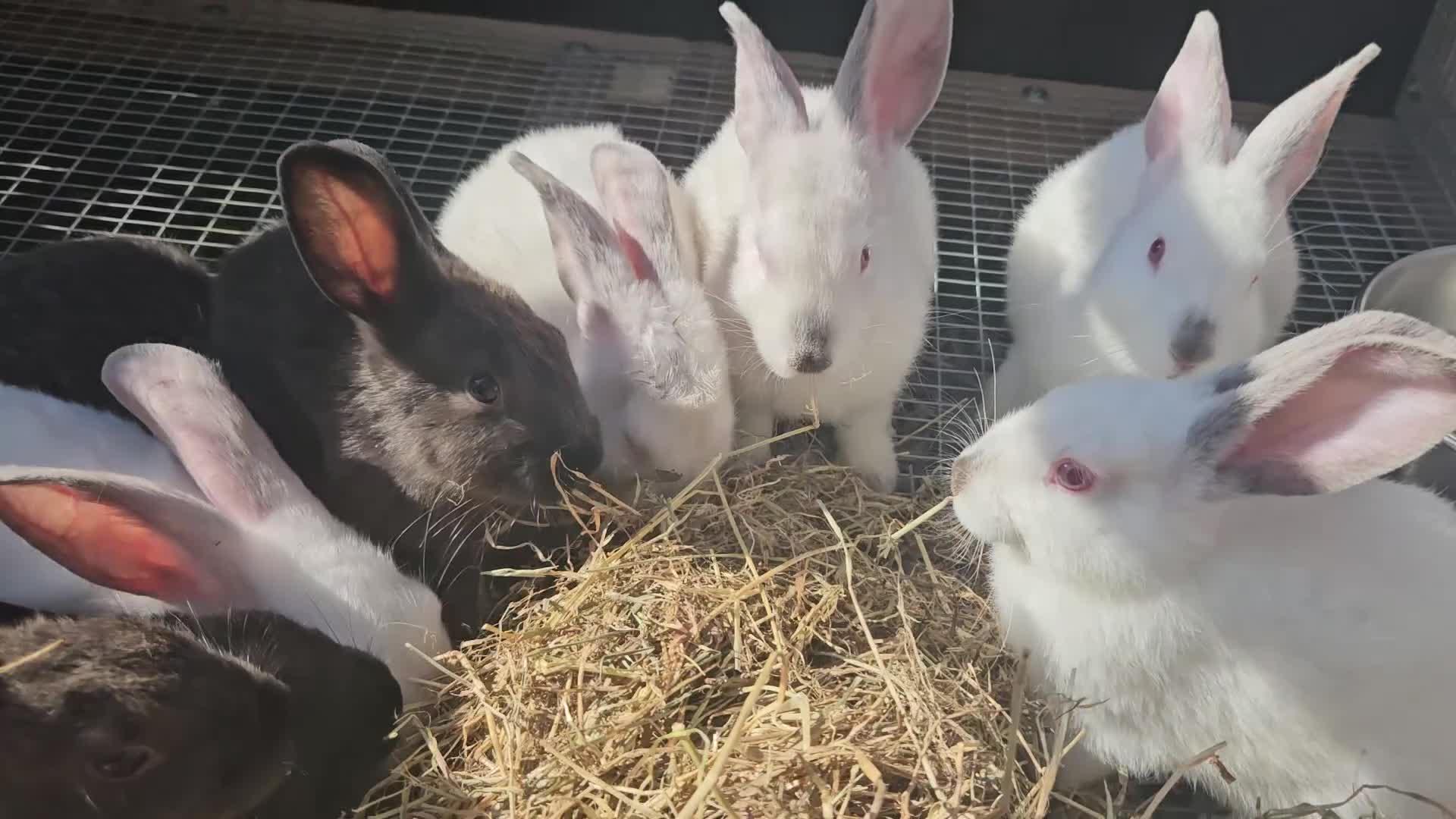New Zealand rabbits for sale: New Zealand × Cali, Pure Cali & Rex Cross Rabbits - Video 1