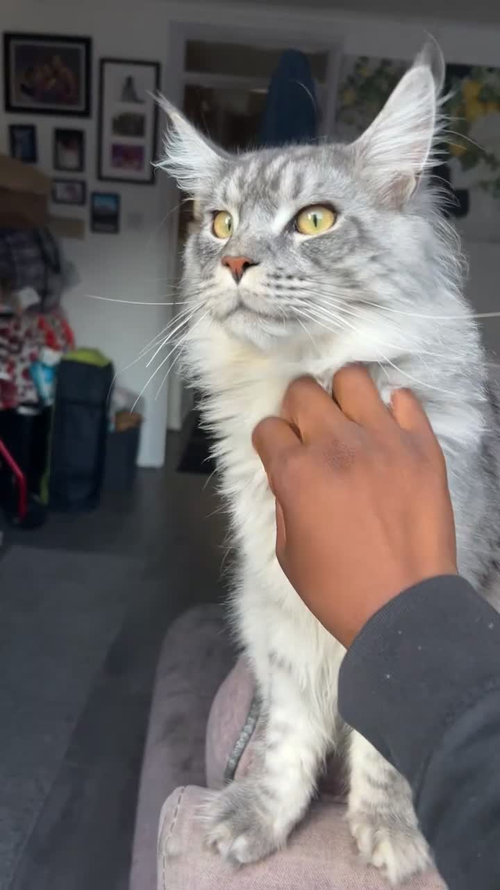 Maine Coon cats for sale: Maine Coon Male For Sale - TITAN - Video 1