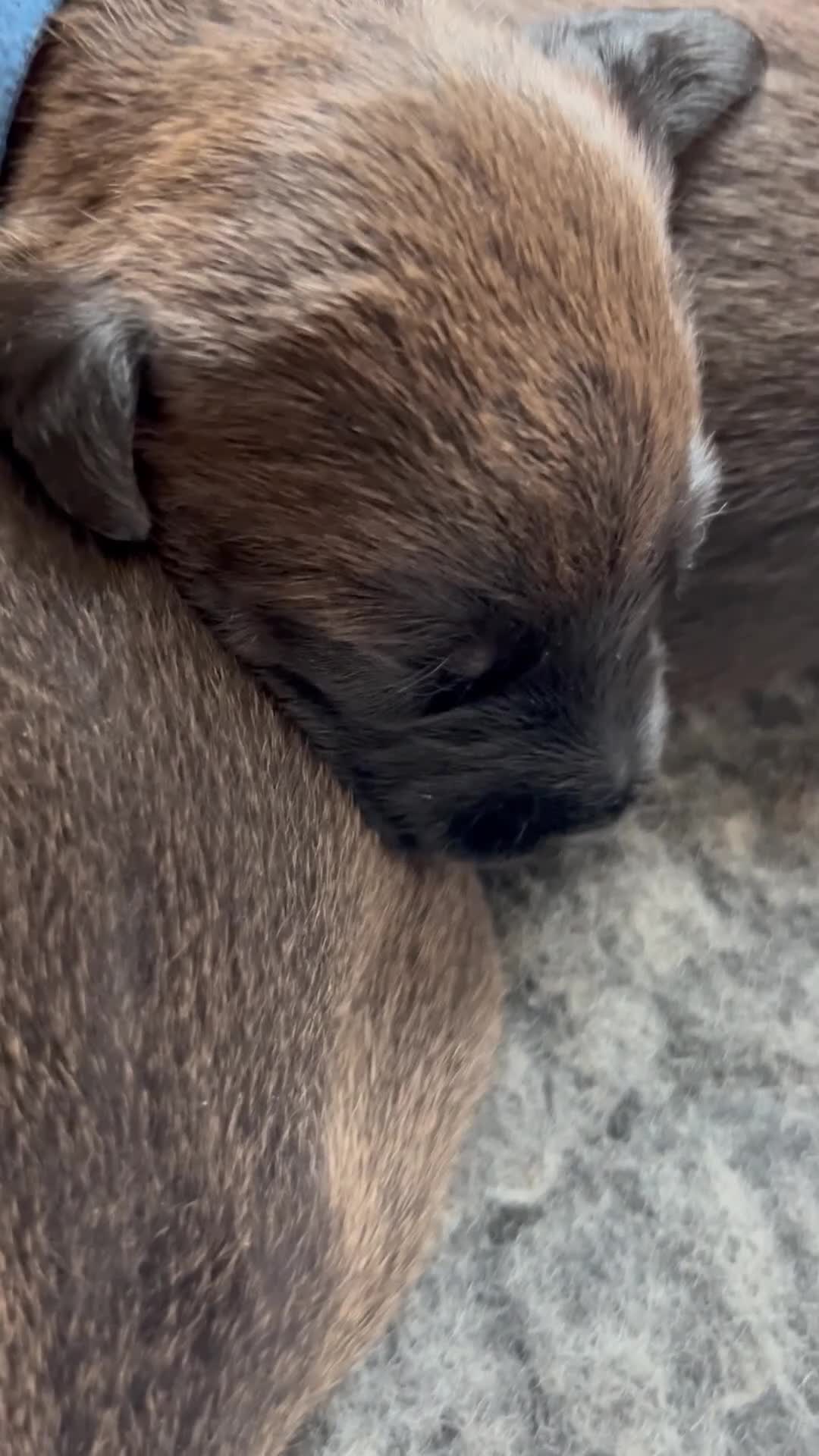 Mixed Breed dogs for sale: Italian greyhound/Bedlington whippet in Seaford - Video 1