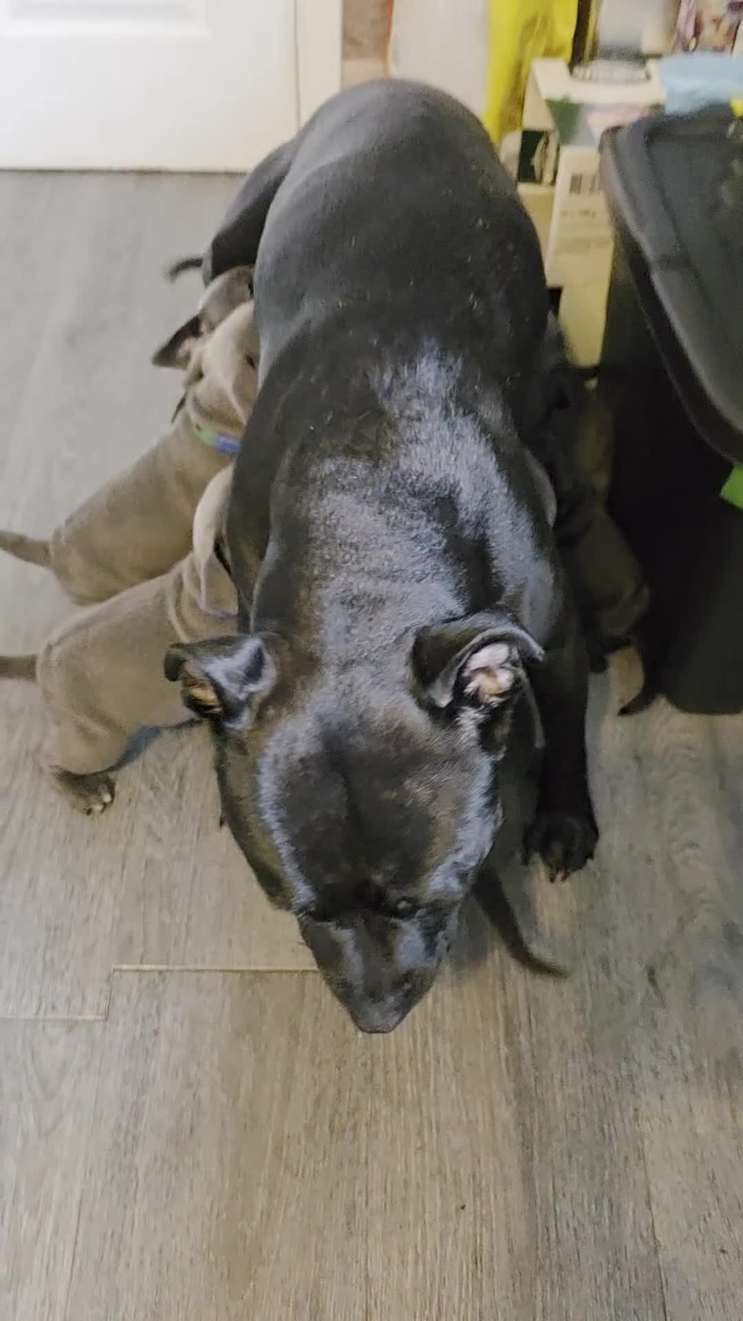 Staffordshire Bull Terrier dogs for sale: Staffordshire bull terrier blues  - Video 1