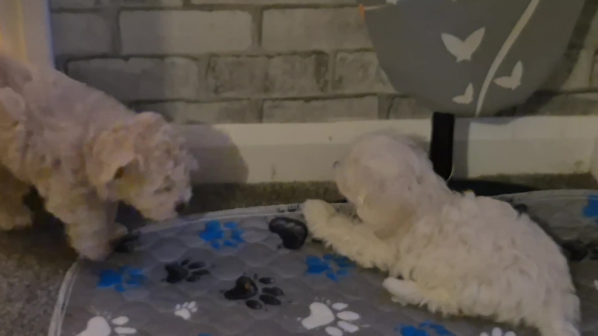 Maltipoo dogs for sale: Home-Raised F1 Maltipoo Puppy – ready Now - Video 1