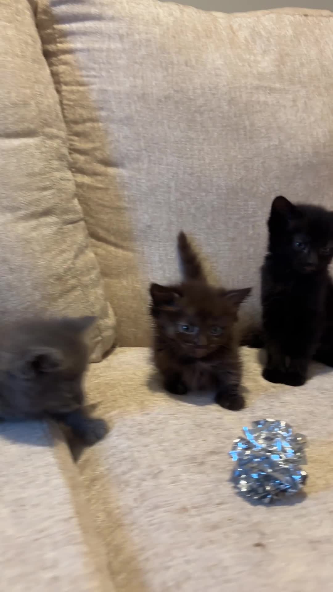 Munchkin cats for sale: RARE BLUE SHORTHAIRED SPOTTED MUNCHKIN BOY  - Video 3