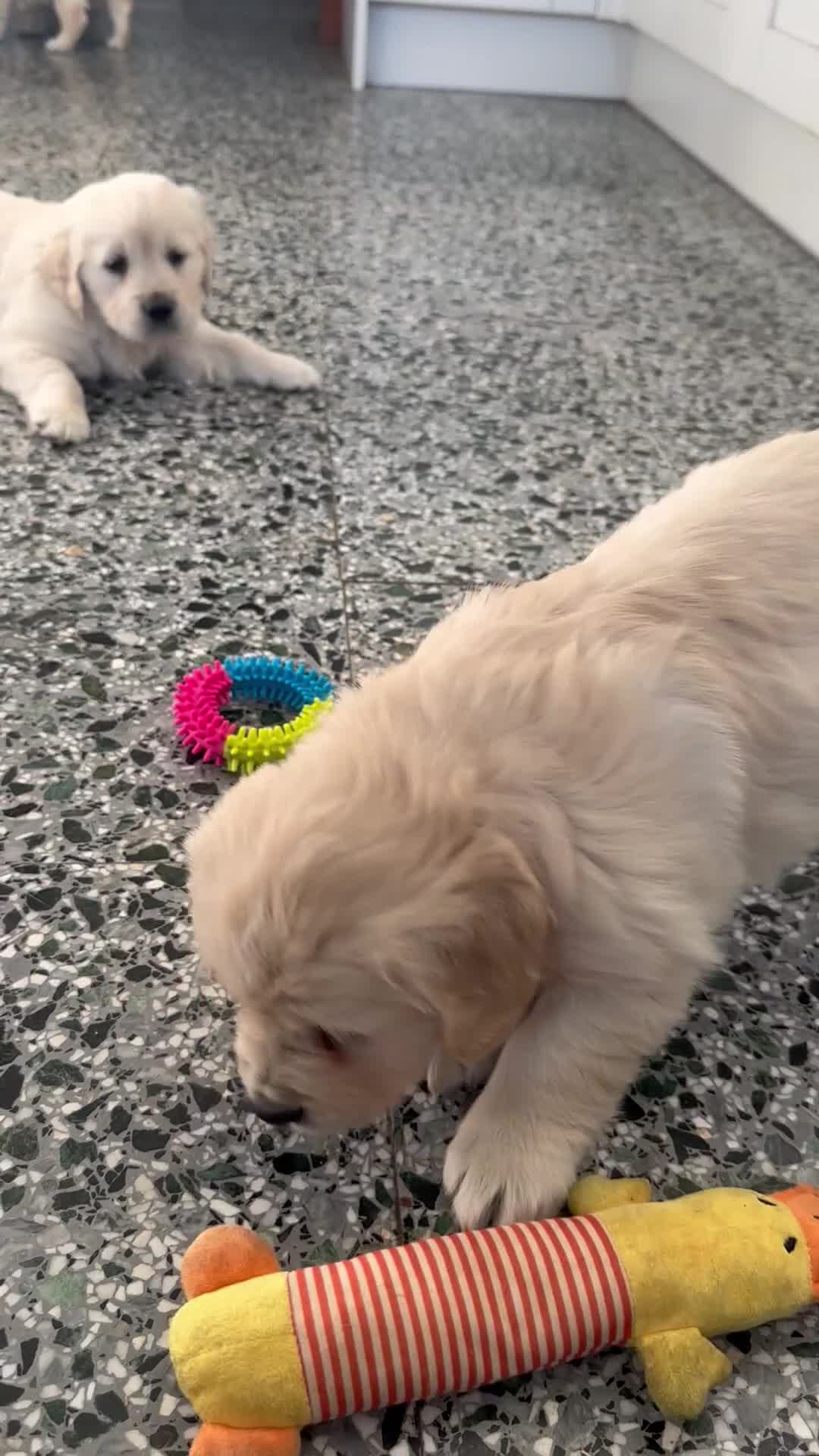 Golden Retriever dogs for sale: Golden Retriever puppies - Video 2