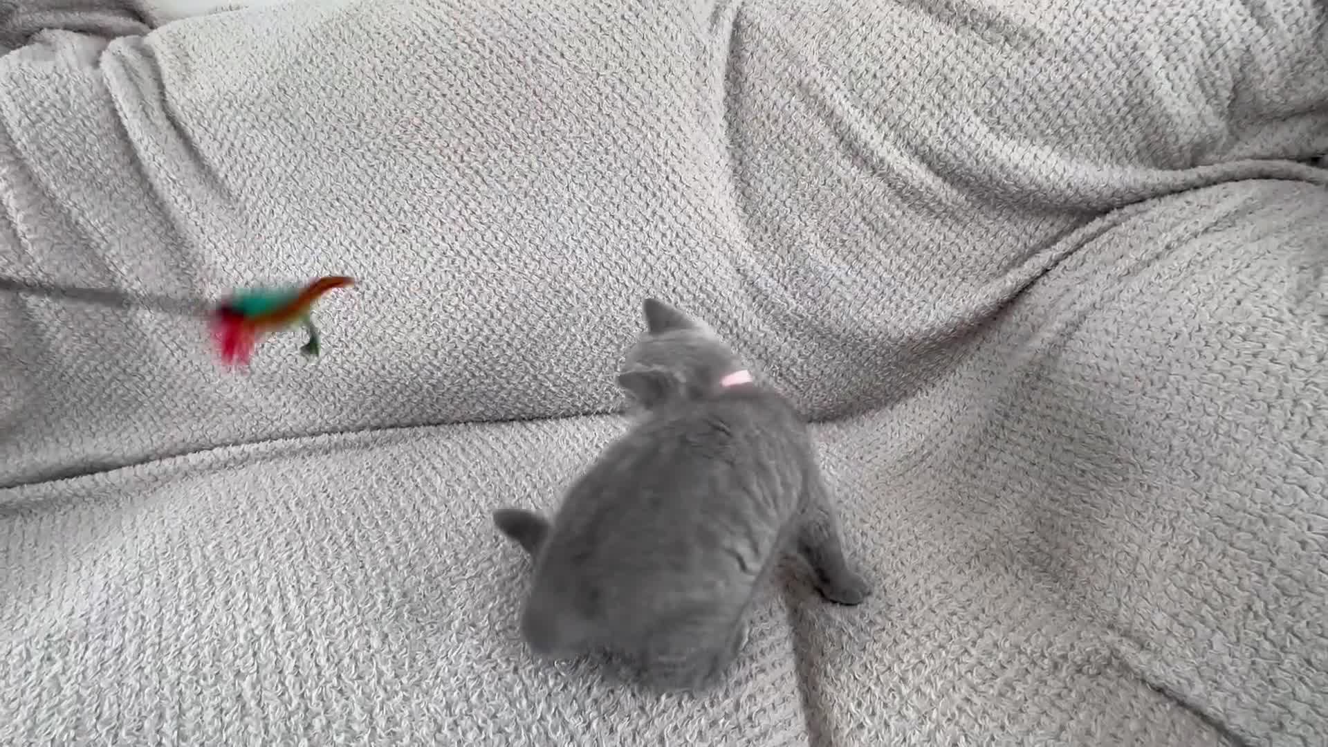 British Shorthair cats for sale: READY NOW 😻Pedigree BSH with perks in Swindon - Video 2
