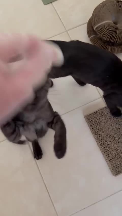 Mixed Breed cats for adoption: [Indoors Only] Lovely & Playful Trio Brothers - Video 4