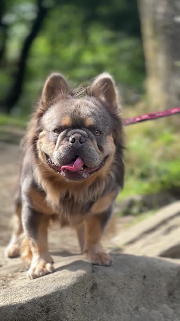 French Bulldog dogs for stud: Lilac & Cherry tan Fluffy in Manchester - Video 1