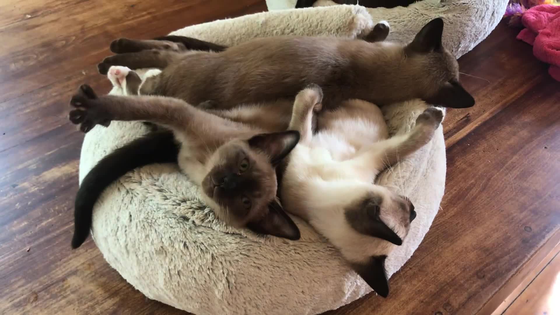 Tonkinese cats for sale: Exquisite Tonkdolls - Video 3