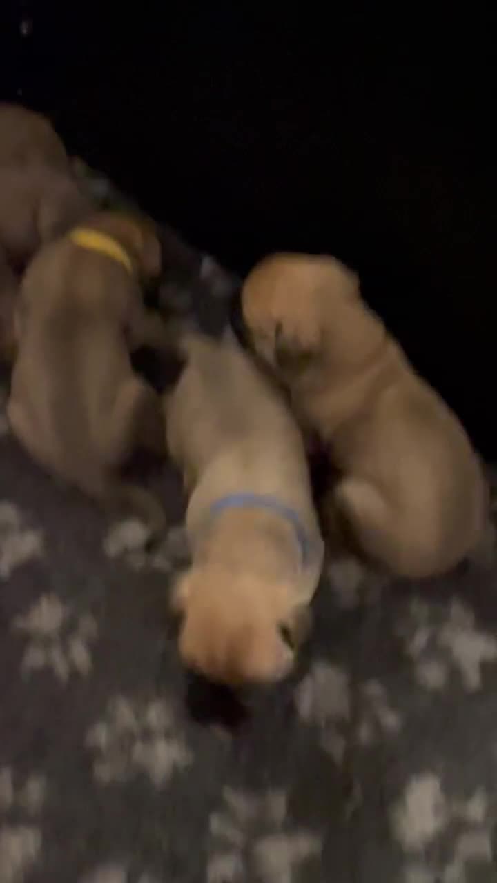 Bullmastiff dogs for sale: Stunning Bullmastiff pups  - Video 1