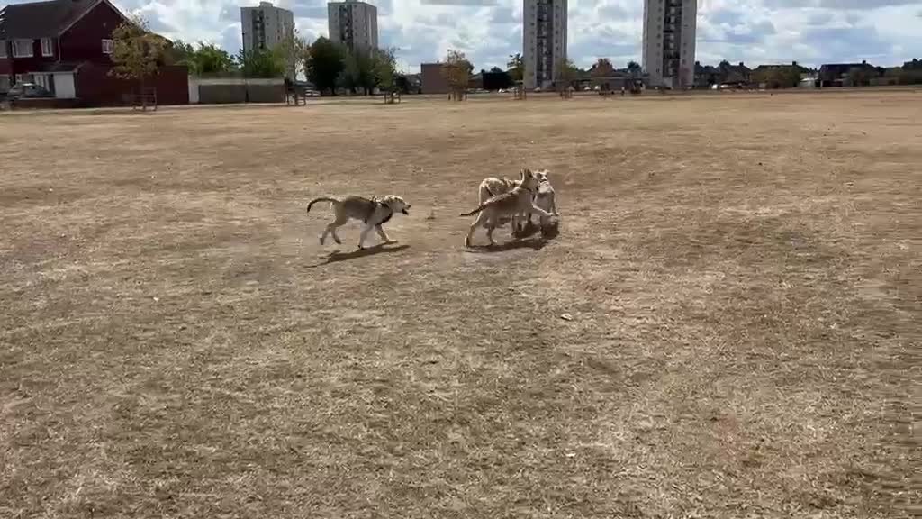 Mixed Breed dogs for sale: Low Content Wolfdog puppies  - Video 2