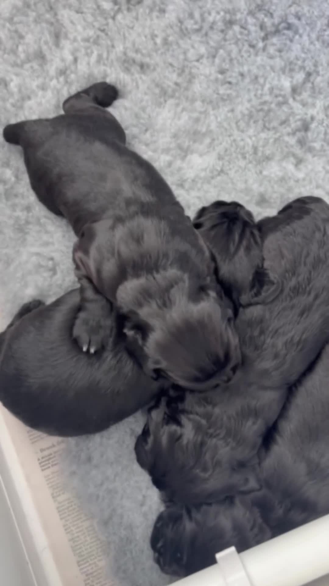Cocker Spaniel dogs for sale: Beautiful Black Working Cocker Spaniels  in Stowmarket - Video 2