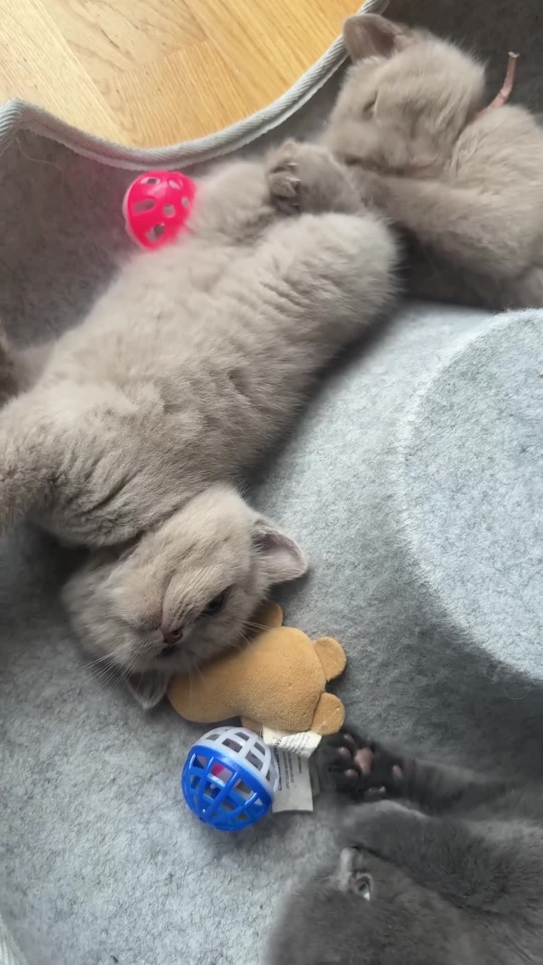 British Shorthair cats for sale: My Gorgeous kittens 😻looking for new home❤️ - Video 2