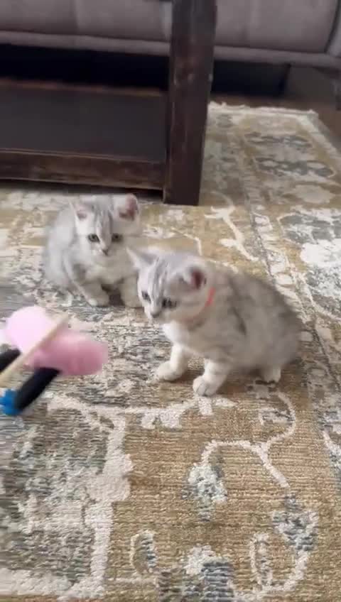 British Shorthair cats for sale: TICA Reg.BSH Black Silver Spotted Tabby kittens - Video 2