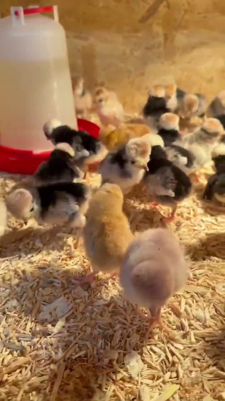 Chickens poultry for sale: FEMALE Bantam Chicks, Silkie, Polish, Pekin  - Video 1