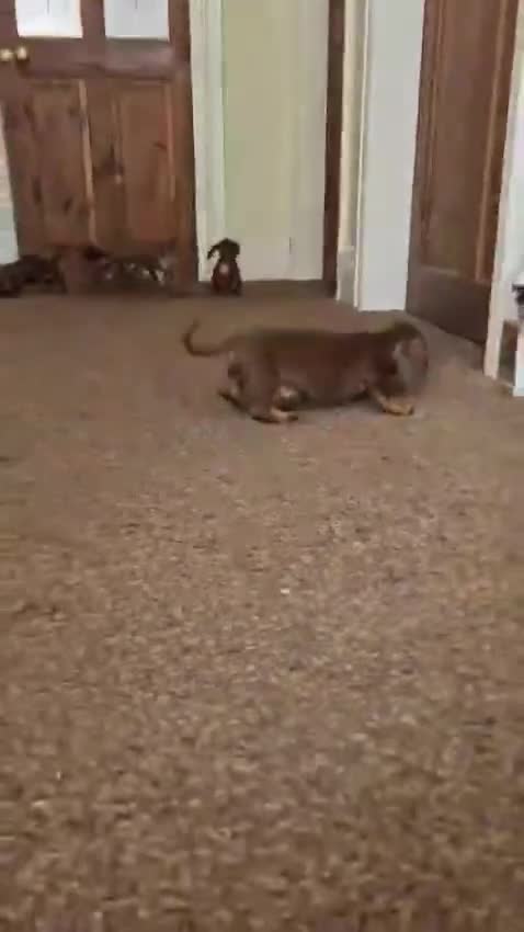 Miniature Dachshund dogs for sale: 3 Beautiful miniature dachshunds  in Bolton - Video 1