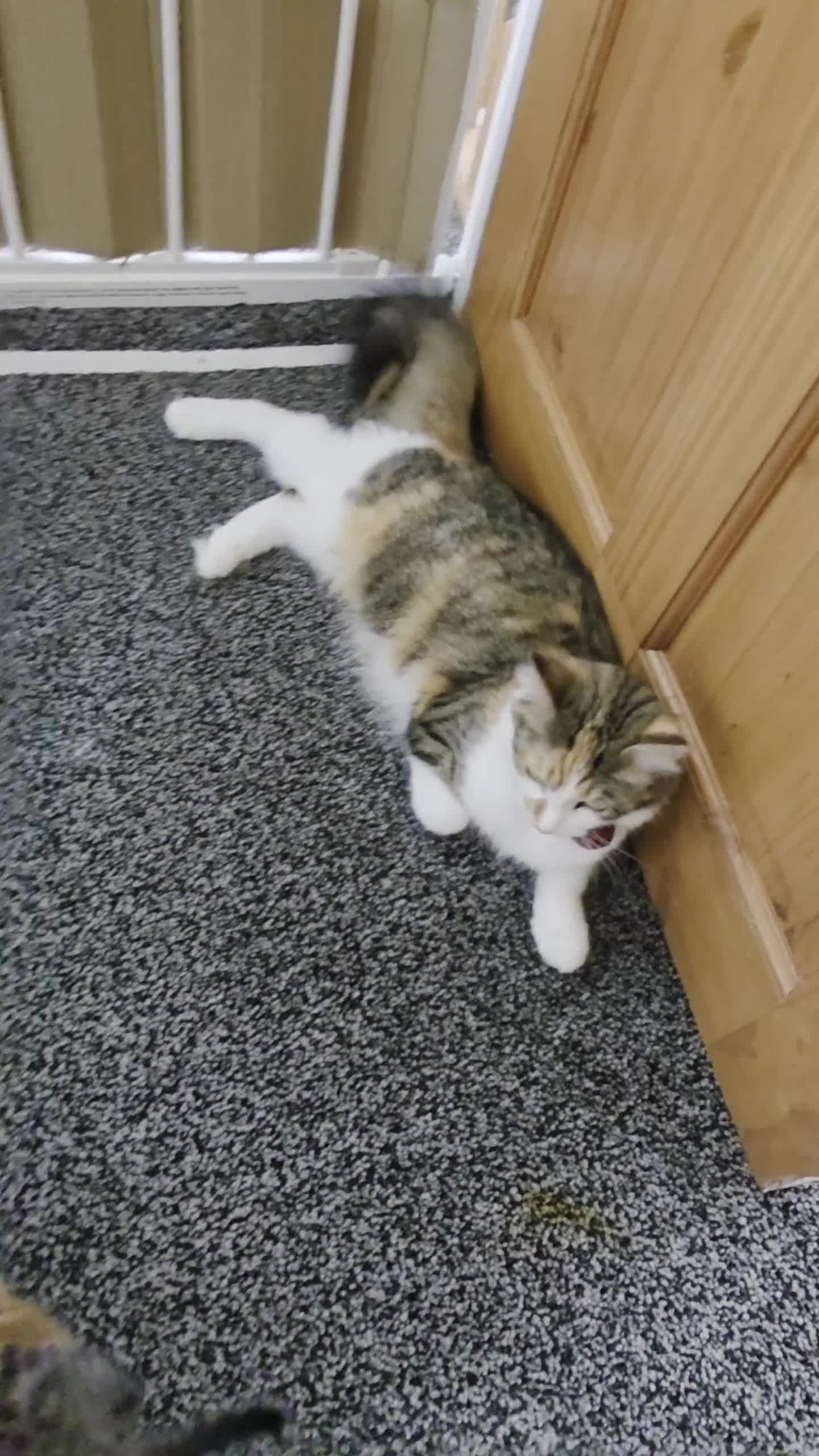 Mixed Breed cats for sale: Kittens available end of august 2 boys 1 girl - Video 1