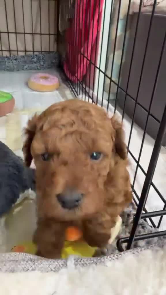 Toy Poodle dogs for sale: Red toy poodle - Video 2