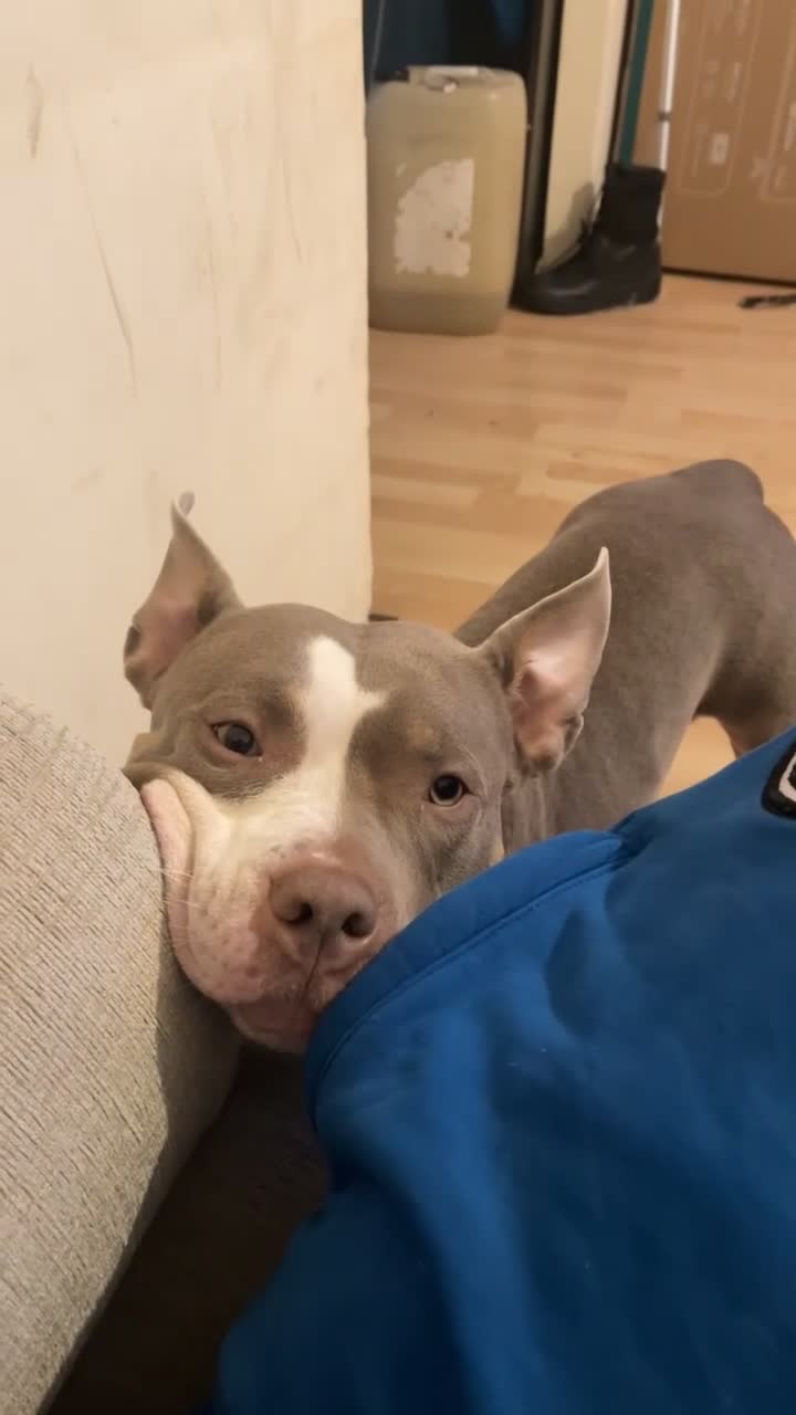 American Bully dogs for sale: American Bully - Freya  - Video 1