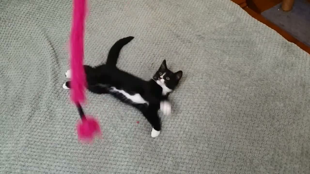 Mixed Breed cats for sale: Maestro in Surbiton - Video 1