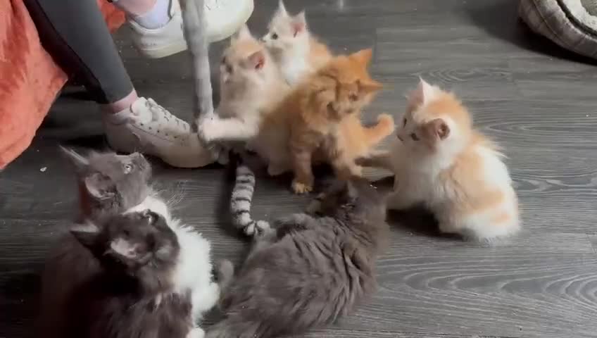 Maine Coon cats for sale: Maine Coon Kittens - Video 1
